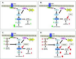 Inhibiting or bypassing glycolysis may be one way through which the ketogenic diet provides an anticonvulsant effect. Inhibition Of Mtor And Aerobic Glycolysis In Lkb1 Nic Mouse Model Of Download Scientific Diagram