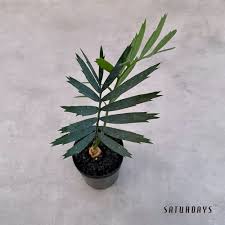 Image result for Encephalartos aplanatus