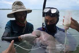 A baby dugong named marium has died, and plastic in the ocean may be to blame. Baby Seekuh Mariam Ist Tot Todesursache Macht Wutend Express De