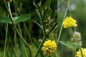 Image result for Trifolium campestre