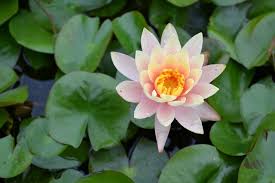 Peach Glow Water Lily Glow Water All Flowers Name Water Lilies