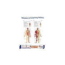 Wonders Of Learning Wall Chart Discover The Human Body