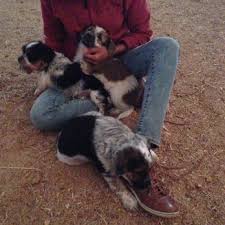 1011 fruitvale blvd, yakima, wa 98902, usa adres. Barks R Us Rescue 13 Photos 10 Reviews Animal Shelters Yakima Wa Phone Number Yelp