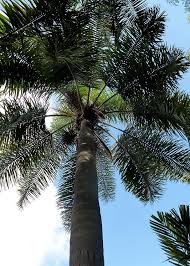 Image result for Syagrus romanzoffiana