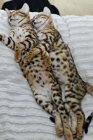 Pin On Cat Facts