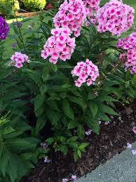 Summer Phlox Phlox Paniculata Grows 3 Ft Tall 2 Ft Wide And Is Covered With Flowers In Sum Container Gardening Flowers Garden Shrubs Container Gardening