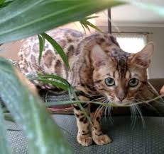 Nicki and bob mackenzie phone: Fastpaws Bengals Available Kittens Page Http Represent Com Kittenshirt Kittens Bengal Cat Breeders Bengal Cat
