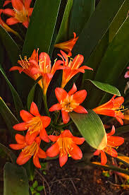 Learn 50 flowers names in english. Zimbabwe Native Flowers Carinaloureirodivagacoes