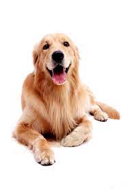 Golden Retriever Pictures By Age Dog Golden Retriever Dogs Golden Retriever Golden Retriever Funny