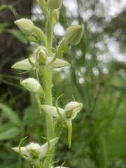 Image result for Habenaria magnirostris