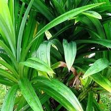Pandan leaves (rampe) organic product fresh dried leaves from sri lanka 100g. Rampe Pandan Asian Recipe