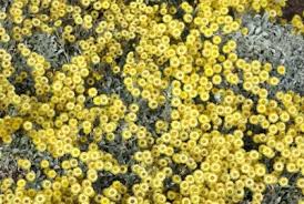 Image result for Helichrysum kirkii