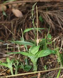 Image result for Liparis nervosa