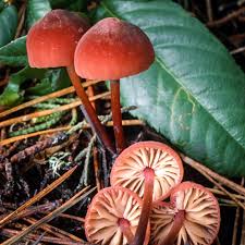 Image result for Marasmius opacus
