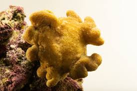 Image result for Sarcophyte