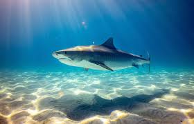 Ein solches gebiss hat sich entwickelt, um fleisch, knochen und andere zähe substanzen wie schildkrötenpanzer zu durchschneiden. Mit Tigerhaien Tauchen Animals Around The Globe