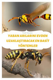 Yaban Arilari Evden Uzaklastirma Yontemleri Nelerdir 2020 Evler Ari Ev Arilar