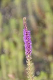 Image result for Pogostemon rogersii