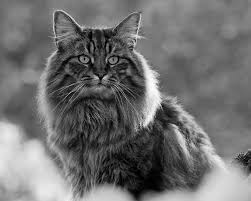 With a legend as beautiful as the breed itself, the breeders in norway began to develop their magical forest cat into a breed that would be accepted for the show bench. Norwegian Forest Cat Guide Sainsbury S Bank Cat Insurance