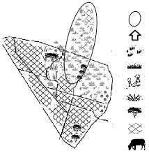 Image result for Urelytrum agropyroides