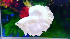 Premium male dumbo ear halfmoon betta pictures: Amazing White Platinum Dumbo Ears Betta Fish Collections From Zanzino Aquatics Youtube