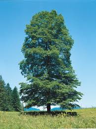 Image result for Eschenbachia ulmifolia