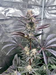 Exotic Genetix Dream Factory D55F. Did a 2 week veg no training just  cleaned up the lowers. Wanted to try it this way to see natural structure  when looking for keepers. Smells