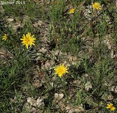 Image result for Disperis virginalis