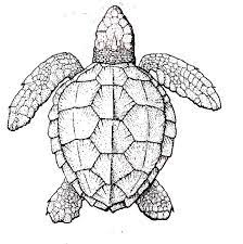 These sheets depict the turtle in realistic and humorous backdrops. Sea Turtle Anatomy Coloring Page Turtle Drawing Turtle Coloring Pages Sea Turtle Drawing