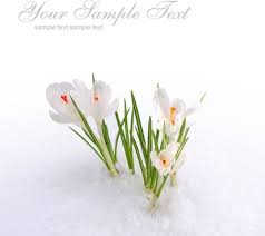 Premium spring flower images by shutterstockget 15% discount with promo code stv15. Spring Flower Images Free Stock Photos Download 13 326 Free Stock Photos For Commercial Use Format Hd High Resolution Jpg Images
