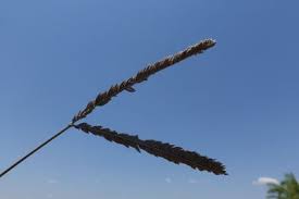 Image result for Sclerodactylon macrostachyum