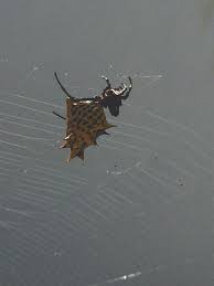 La Preciosa Arana Cangrejo Gasteracantha Cancriformis Es Inofensiva Pero Muy Valiosa Para La Ecologia Las Hay En Diversos Colores Y Esta La Fotogra True Facts