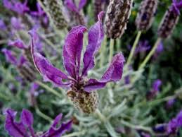 Pin On Flowers