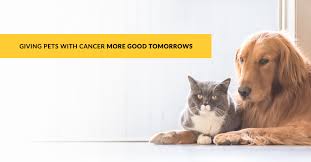 Areas fund the fur serves. Pet Cancer Fund Videos Facebook