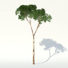 Image result for Caesalpinia ferrea