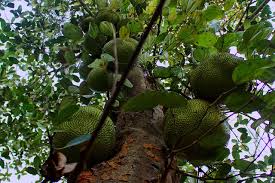 The jackfruit is the world's largest tree borne fruit. Jackfruit Origins Consumption Nutrition Facts Health Benefits