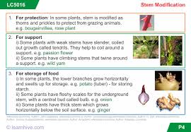 The natural sciences and the formal sciences. Learnhive Icse Grade 6 Biology Structure And Functions Of A Plant Lessons Exercises And Practice Tests