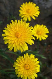 Image result for Hypochaeris radicata