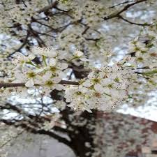 Maybe you would like to learn more about one of these? Burgess Stop Planting Bradford Pear Trees Voices Nuvo Newsnirvana Com