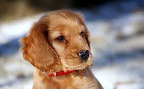 Résultat de recherche d'images pour "chien cocker chiot"