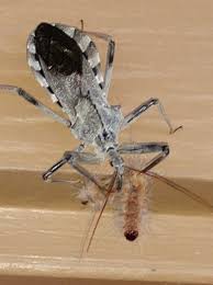 Worth, tx 76116 critter control 1701 oakwood st. Venus Pest Company Home Facebook