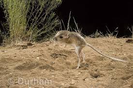 Maybe you would like to learn more about one of these? Kangaroo Rat Facts Behavior Diet Habitat Reproduction Animals Time