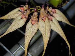 Image result for Bulbophyllum stolzii