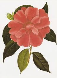 We did not find results for: Camellia Wikipedia