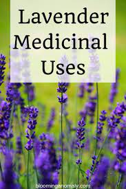 Do You Love Lavender Did You Know There Are Many Medicinal Uses For This Lovely Smelling Plant Click On The Pin To Lear Lavender Uses Gardening Tips Medicine