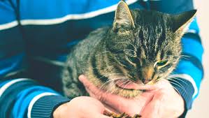 We did not find results for: After Pet S Death Child Writes Letter To The Dead Cat Should Dad Write Back