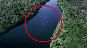 We Don T Like Regular Snakes On Land But It Turns Out We Have To Worry About Them In The Waters Too World S Largest Snake Giant Snake Largest Snake