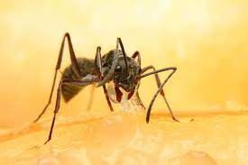 How Much Do Bugs Eat Terminix Blog