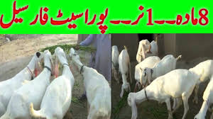 Saudi arabia has one of the world's highest rates of execution: Bakrion Ka Pora Set For Sale Rajanpuri Female Pregnant Goats Ú¯Ø¨Ú¾Ù† Ø¨Ú©Ø±ÛŒØ§Úº ÙØ§Ø±Ø³ÛŒÙ„ Tscoop In
