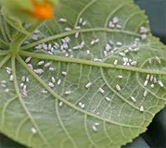 Image result for whitefly in cucumber